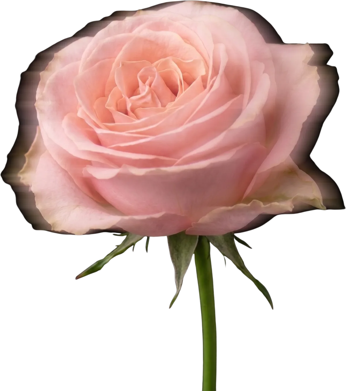 Rosa rosada de haste longa